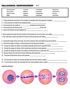 cell division reinforcement worksheet answers